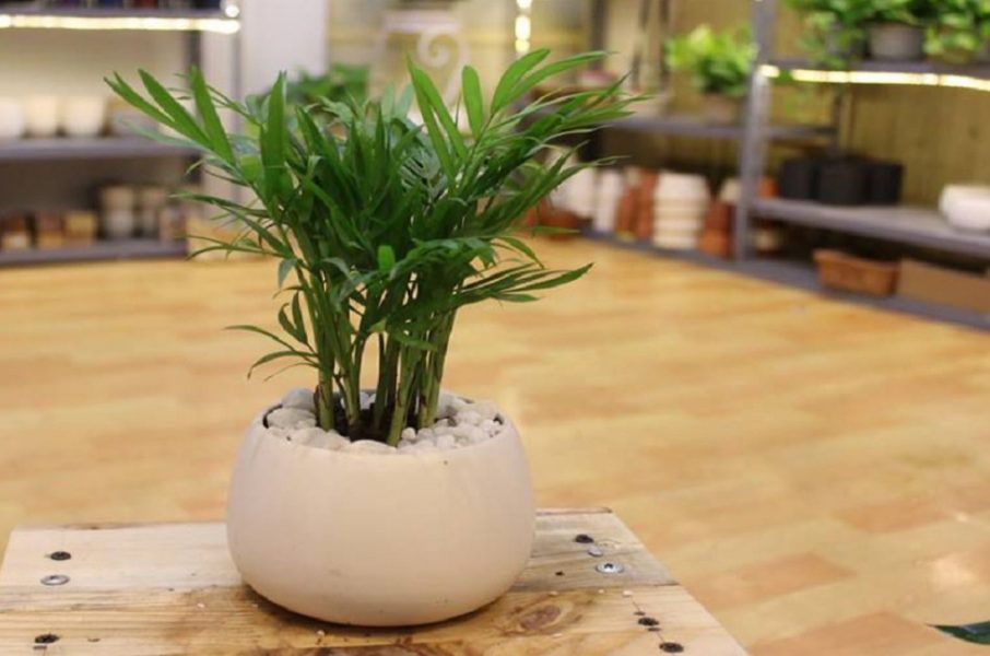 Cây cau tiểu trâm lọc không khí bạn đừng nên bỏ qua