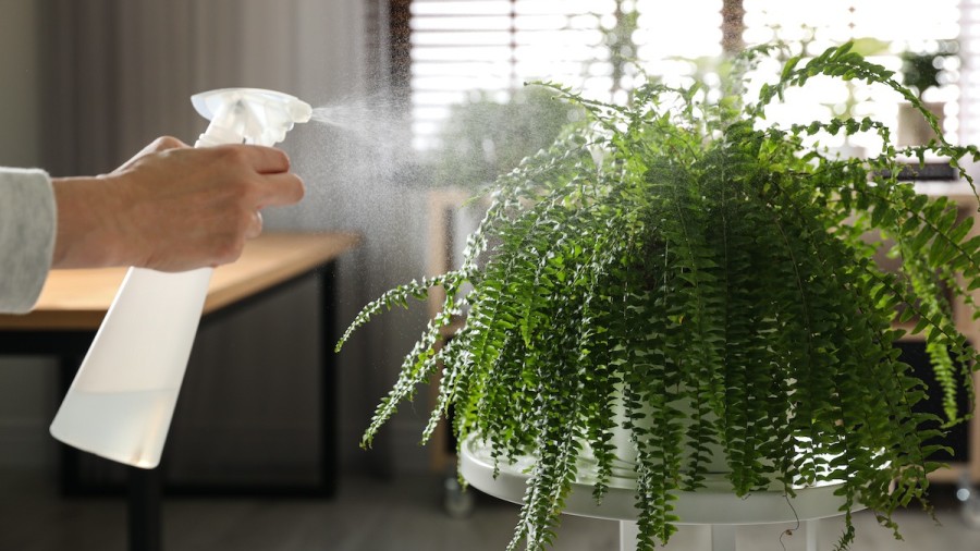 Cây dương xỉ có đặc điểm gì? 1