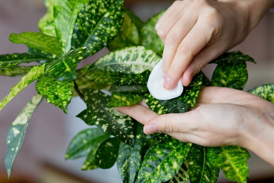 Một số lưu ý khi trưng cây giả nội thất 1