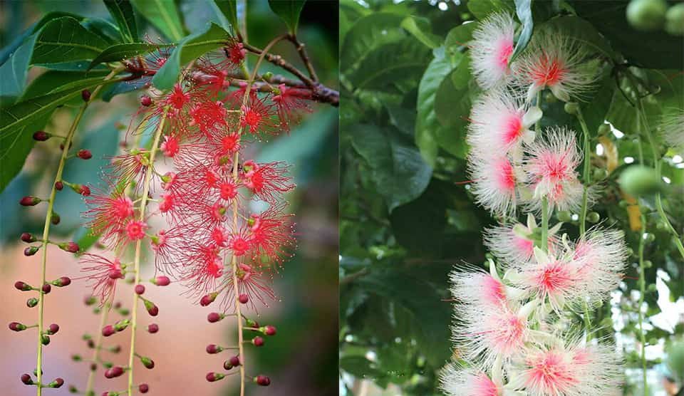 Những cây nội thất trồng trước nhà đem lại may mắn 4