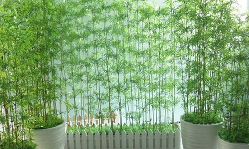 Những cây nội thất trồng trước nhà đem lại may mắn 3