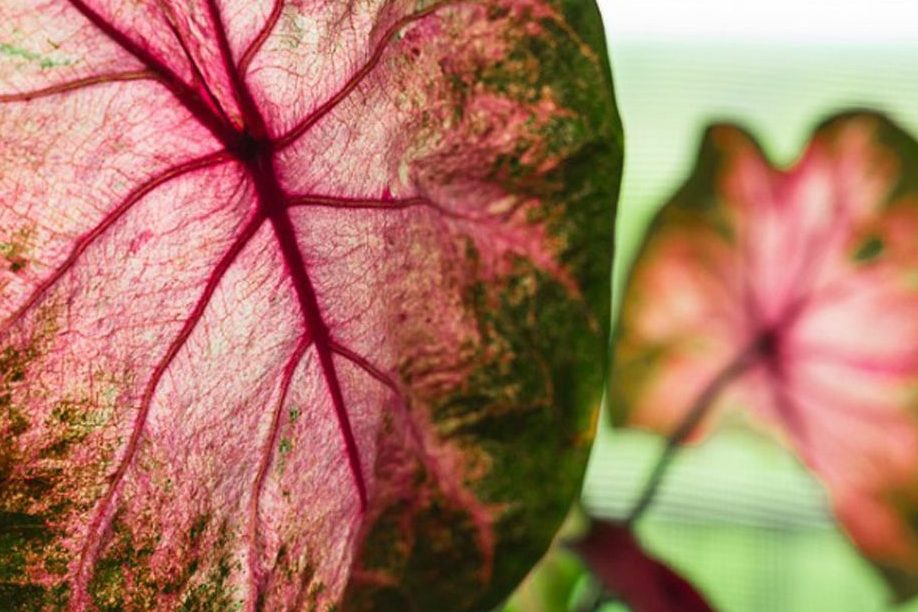 Phương pháp trồng và nhân giống trầu bà hồng đơn giản 1