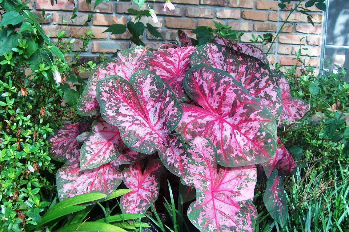 Phương pháp trồng và nhân giống trầu bà hồng đơn giản 2