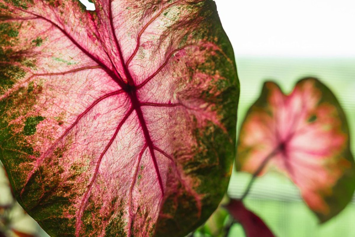 Top 3 lý do bạn nên trưng cây trầu bà hồng trong nhà 1