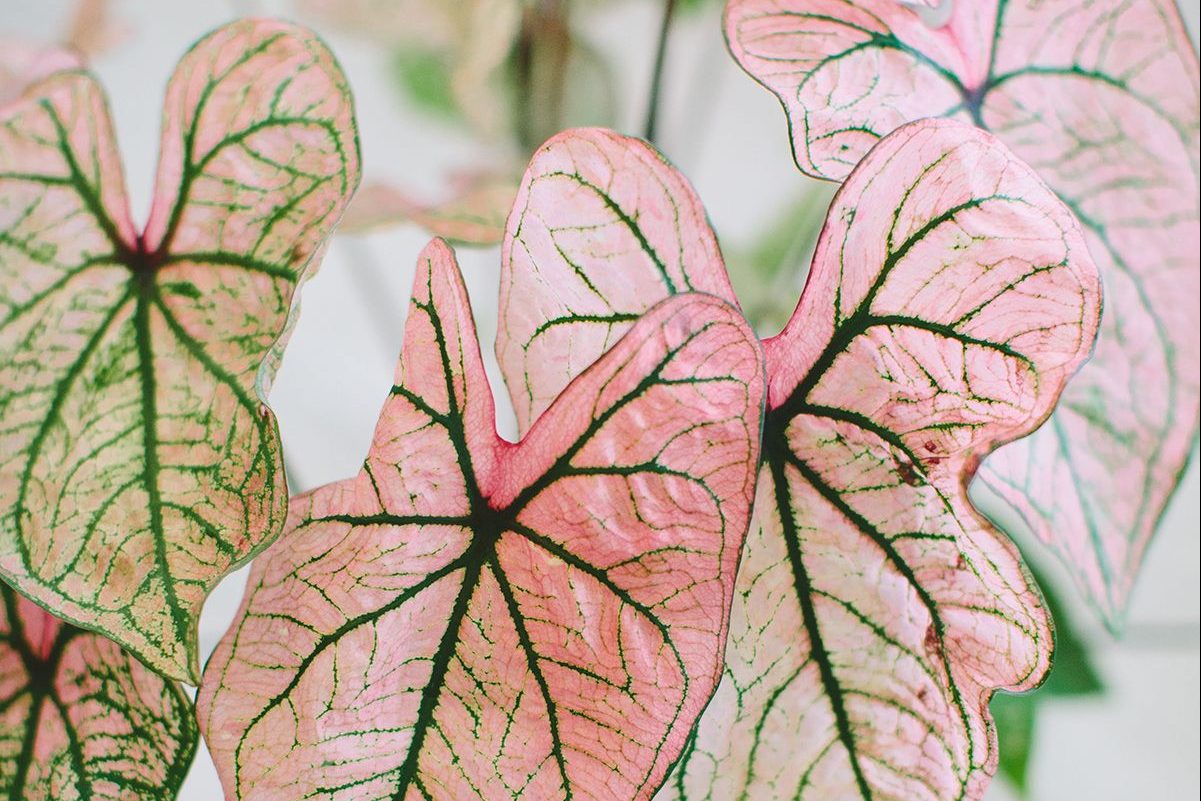 Top 3 lý do bạn nên trưng cây trầu bà hồng trong nhà 2