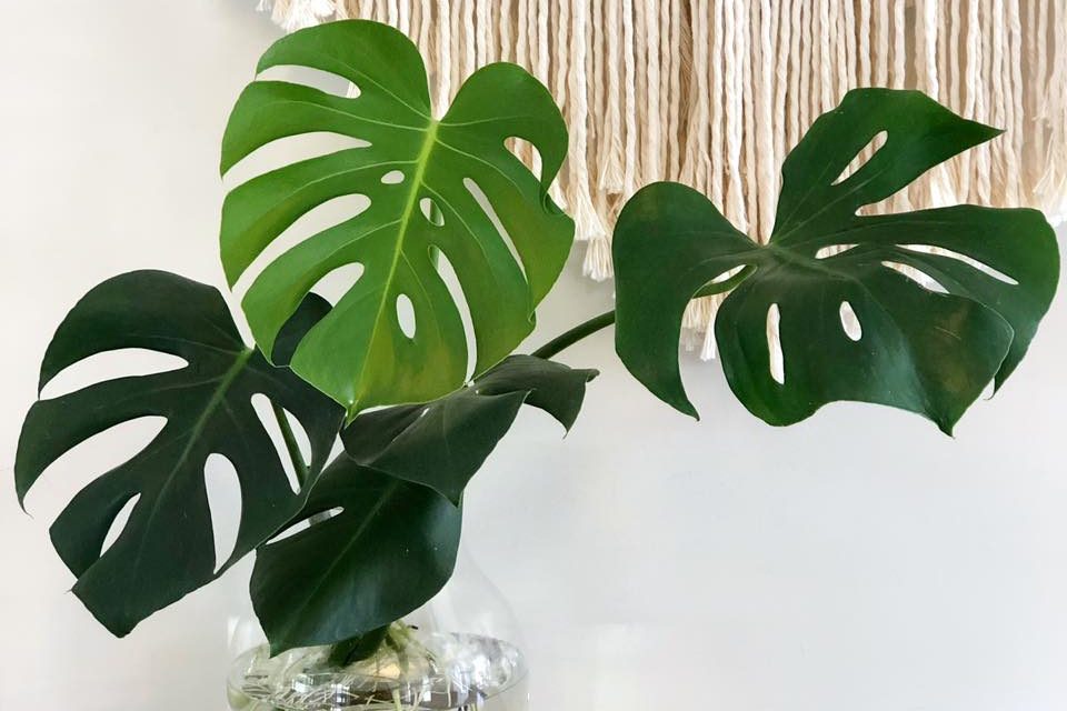 Top 5 cây nội thất nên tránh - tuy thời thượng nhưng khó trồng 1