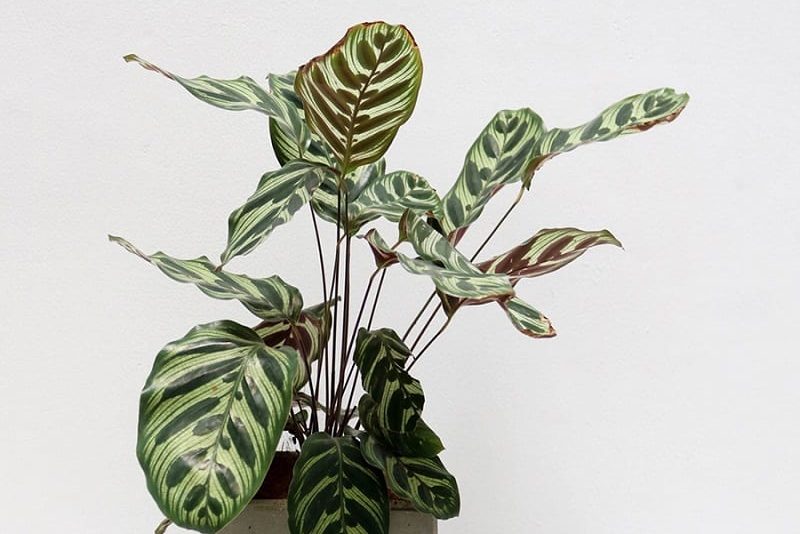 Top 5 cây nội thất nên tránh - tuy thời thượng nhưng khó trồng 3