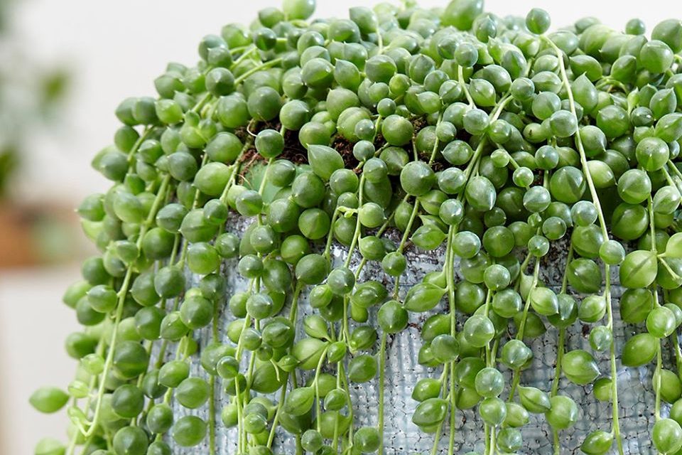 Top 5 cây nội thất nên tránh - tuy thời thượng nhưng khó trồng 5