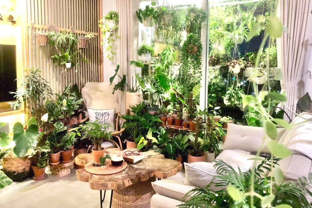 Top 6 cây nội thất đắt tiền nhất 1