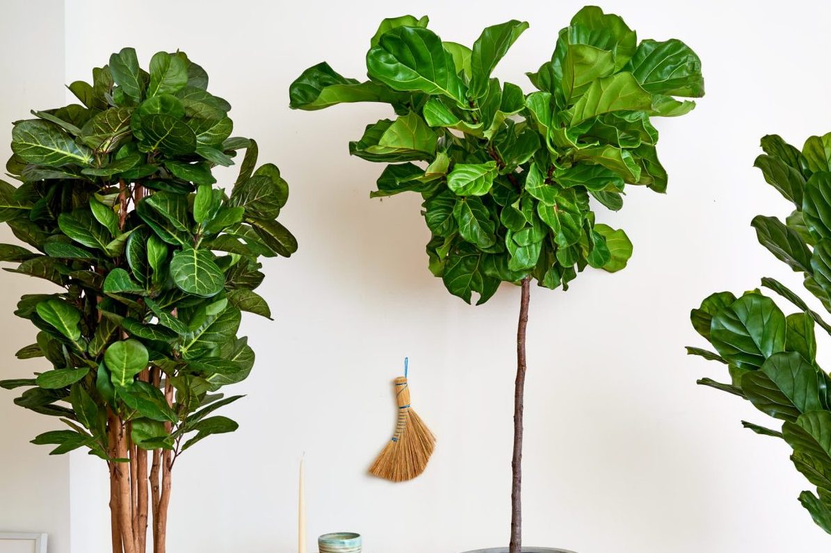 Top 6 cây nội thất đắt tiền nhất 3