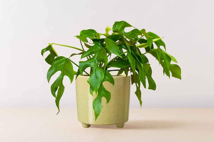 Top 6 cây nội thất đắt tiền nhất 5