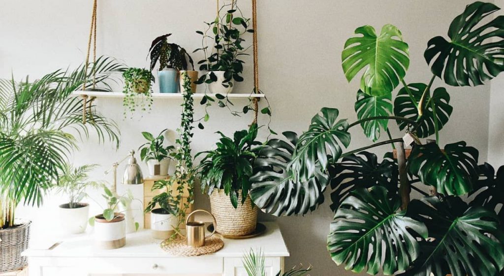 Top 8 cây nội thất lá to lấp đầy khoảng trống nhà bạn 1