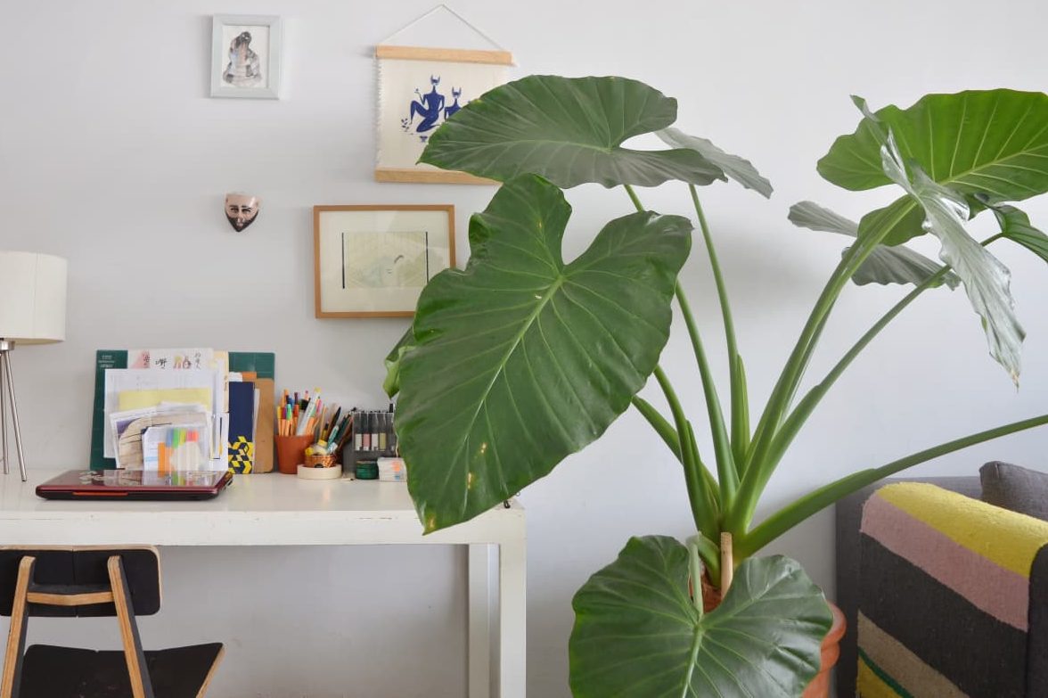 Top 8 cây nội thất lá to lấp đầy khoảng trống nhà bạn 2