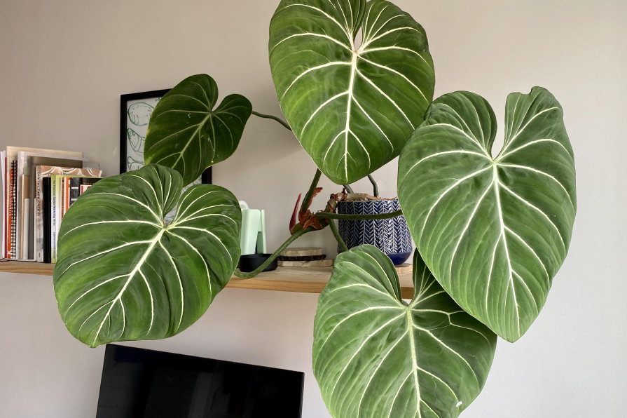 Top 8 cây nội thất lá to lấp đầy khoảng trống nhà bạn 7