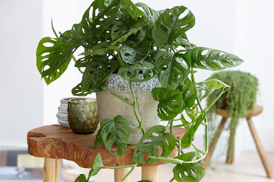 Top 8 cây nội thất tốt cho sức khỏe bạn nên trồng 1