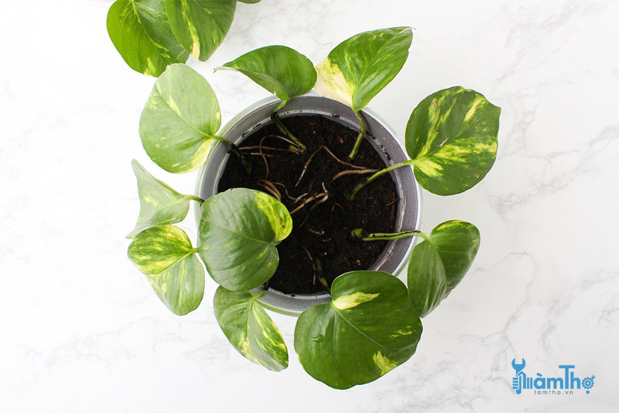 Top 8 cây nội thất tốt cho sức khỏe bạn nên trồng 2