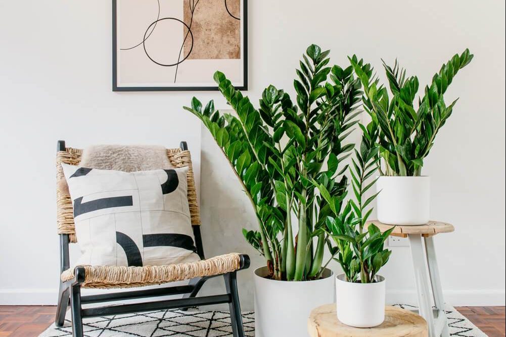 Top 8 cây nội thất tốt cho sức khỏe bạn nên trồng 3