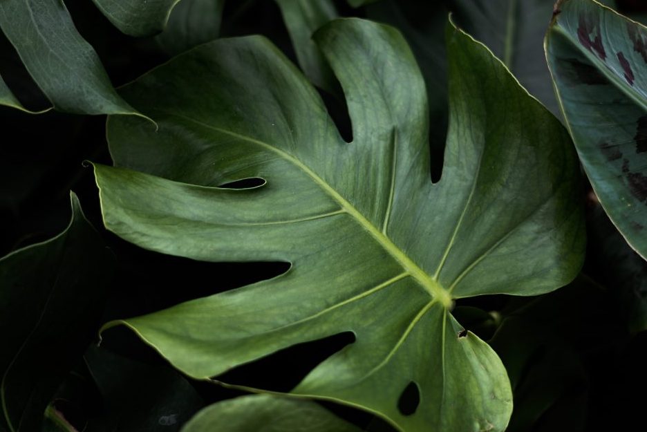 Trồng Monstera Deliciosa bằng hạt giống 1