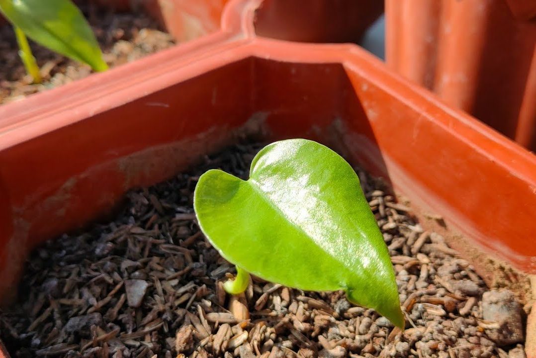 Trồng Monstera Deliciosa bằng hạt giống 2