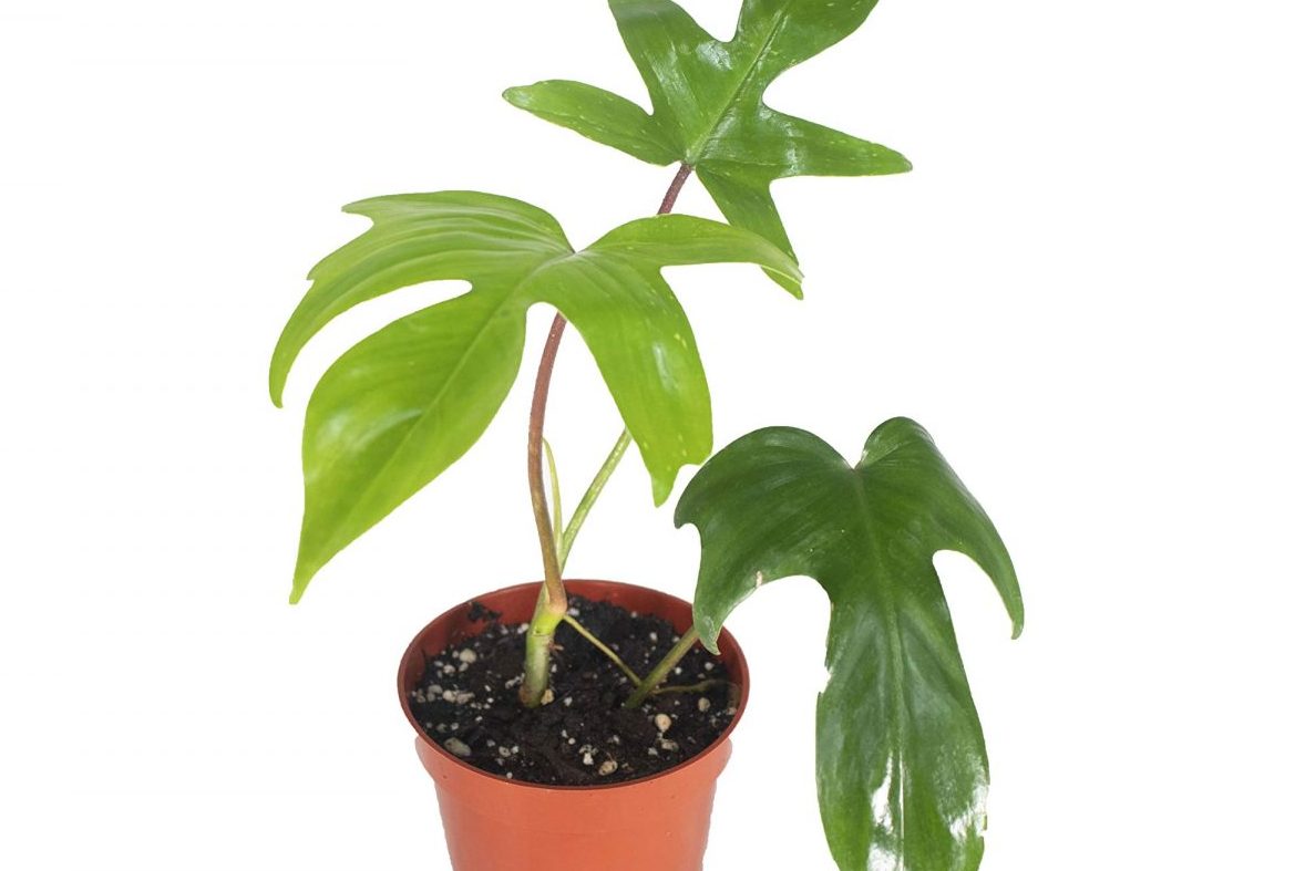 Trồng và chăm sóc cây trầu bà cánh én 1