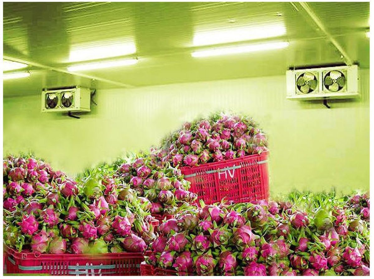 3 cách giữ lạnh bảo quản trái cây xuất khẩu 02