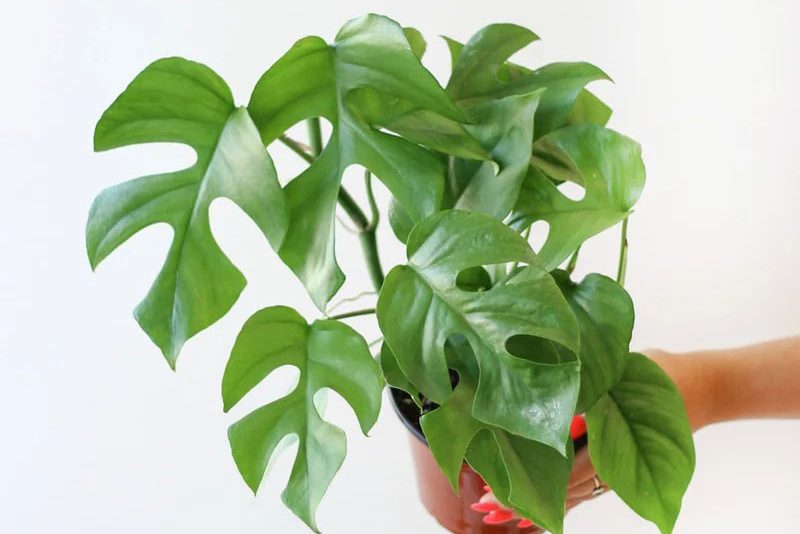 Bí quyết trồng cây Monstera mini cho người mới bắt đầu 3
