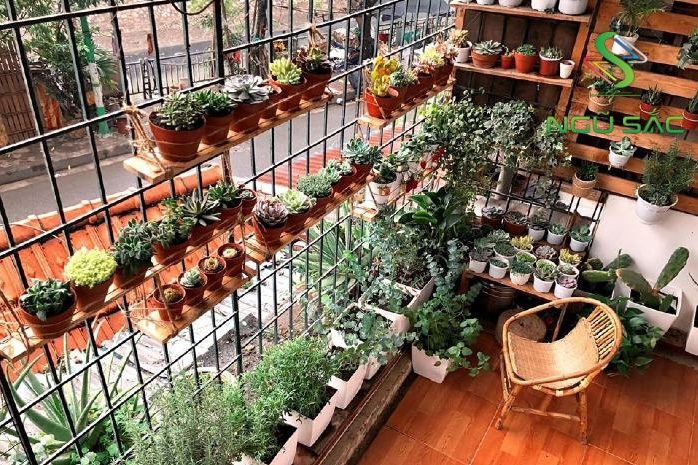 Bí quyết trồng cây cảnh ở chung cư 1