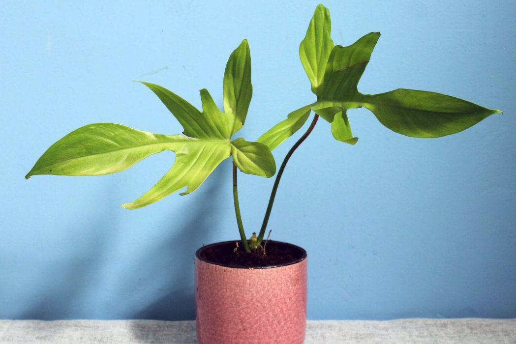 Các loại sâu bệnh thường gặp ở trầu bà cánh én 1