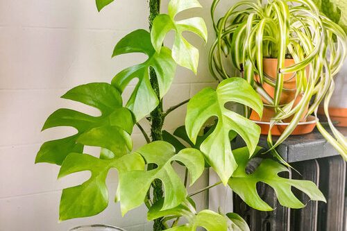 Hô biến cây Monstera mini nhanh lớn 2