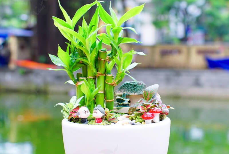 Những cây trúc cảnh phù hợp cho không gian nhà bạn 2