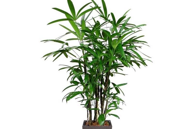 Những cây trúc cảnh phù hợp cho không gian nhà bạn 3