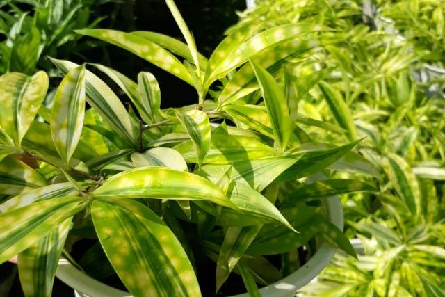 Những cây trúc cảnh phù hợp cho không gian nhà bạn 4