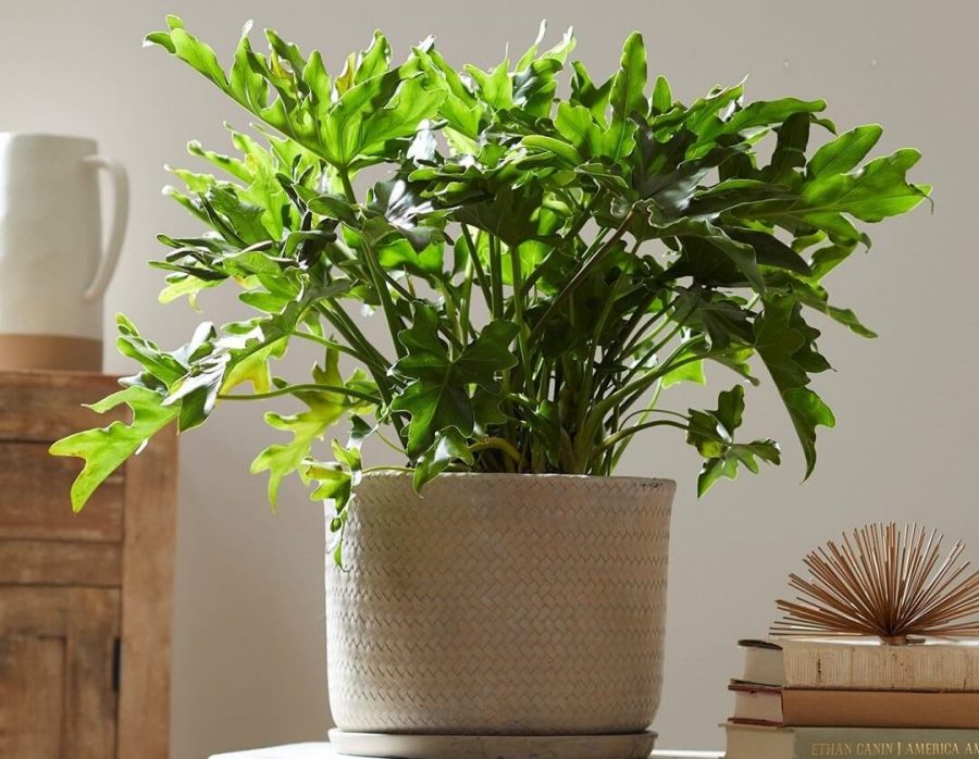 Những fact thú vị về trầu bà tay Phật 2