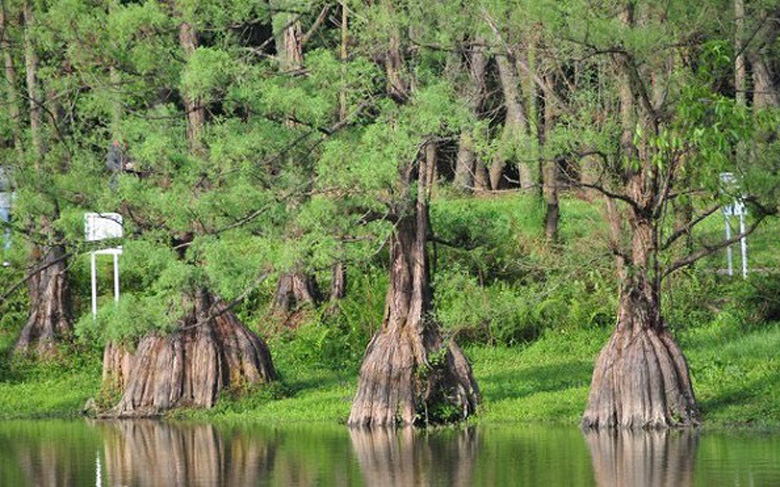 Top 3 cây tùng kiểng được ưa chuộng nhất hiện nay 4