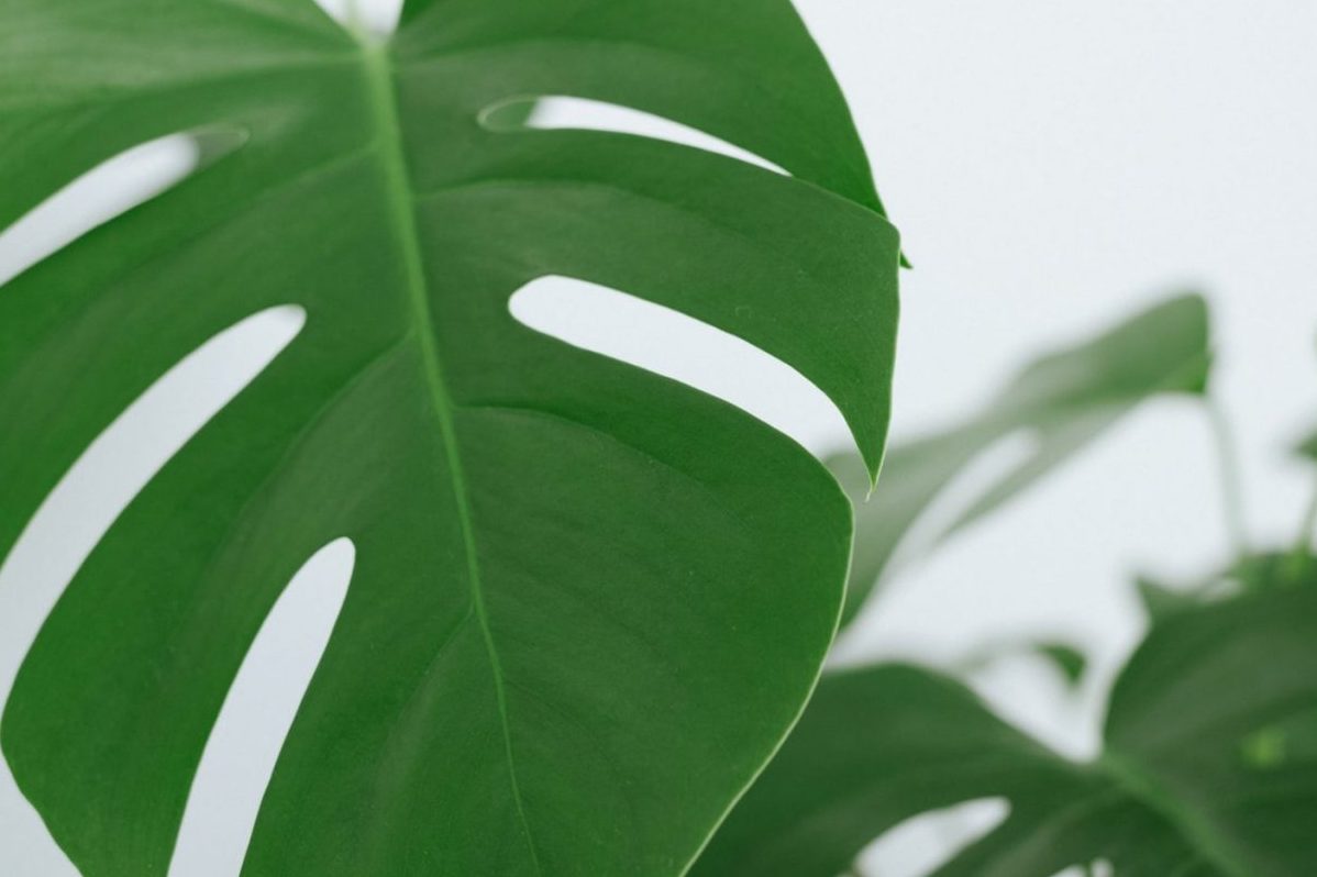 Top 6 cách cải thiện độ ẩm cho Monstera 1