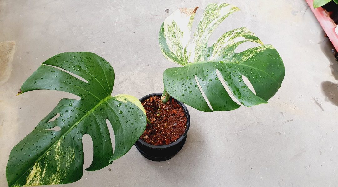 Top 6 cách cải thiện độ ẩm cho Monstera 5
