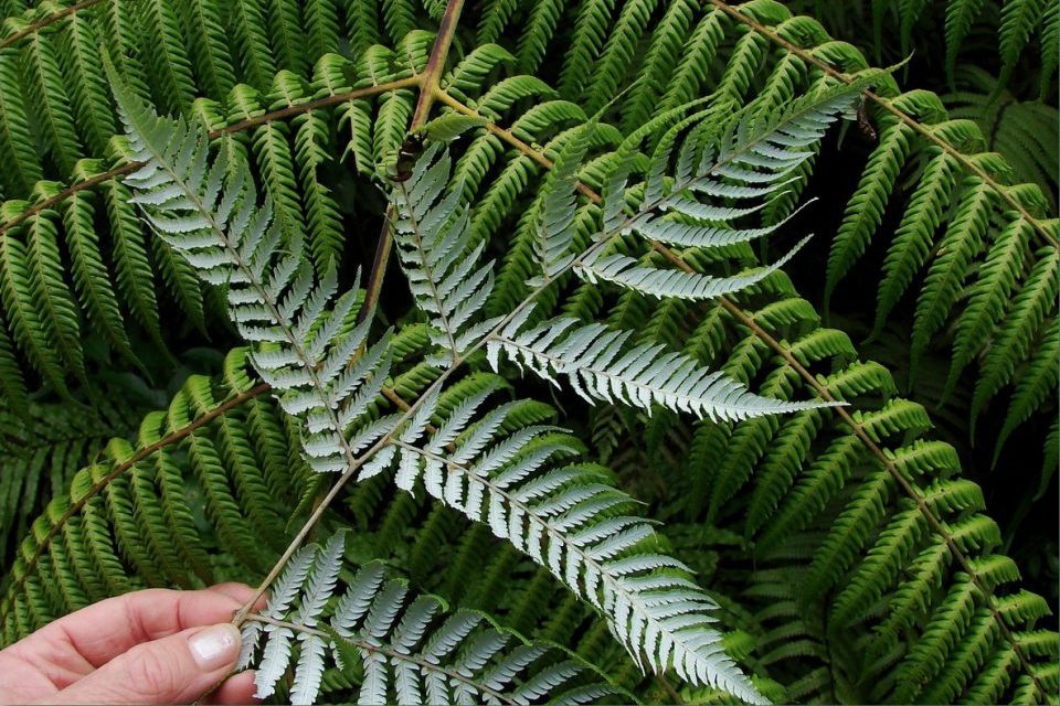 Cây dương xỉ bị rụng lá – Nguyên nhân và cách xử lý