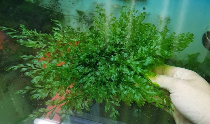 Những điều cần biết về cây dương xỉ thuỷ sinh 2