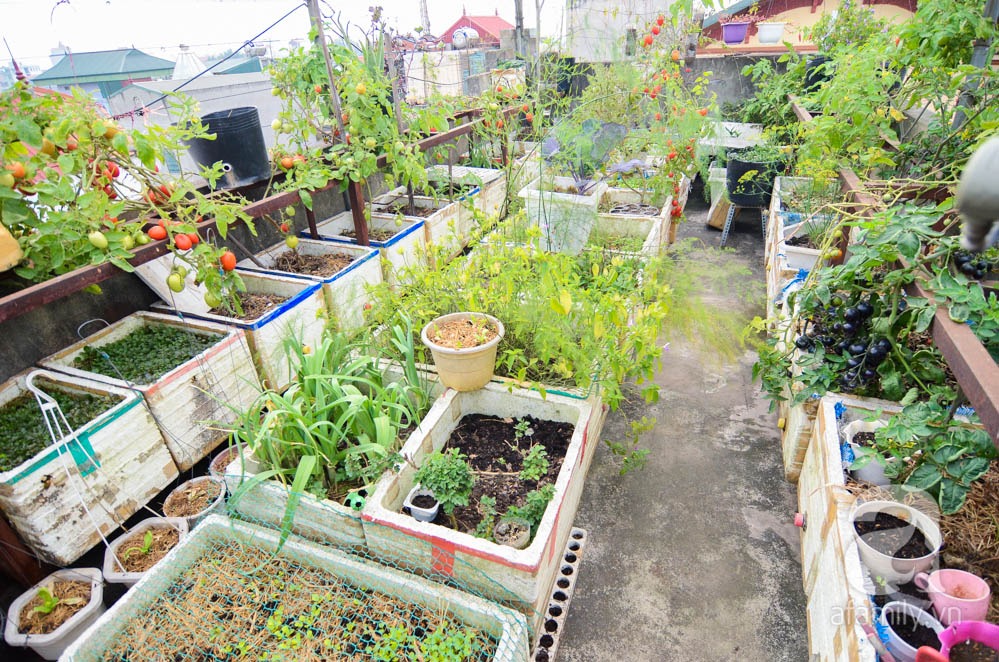 Chọn đất trồng cây sân thượng 01