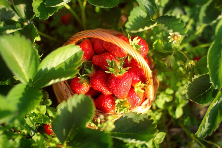 Các loại cây ăn quả có thể trồng ở ban công