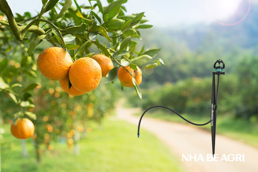 Mua béc tưới tại Cao Phong Hòa Bình