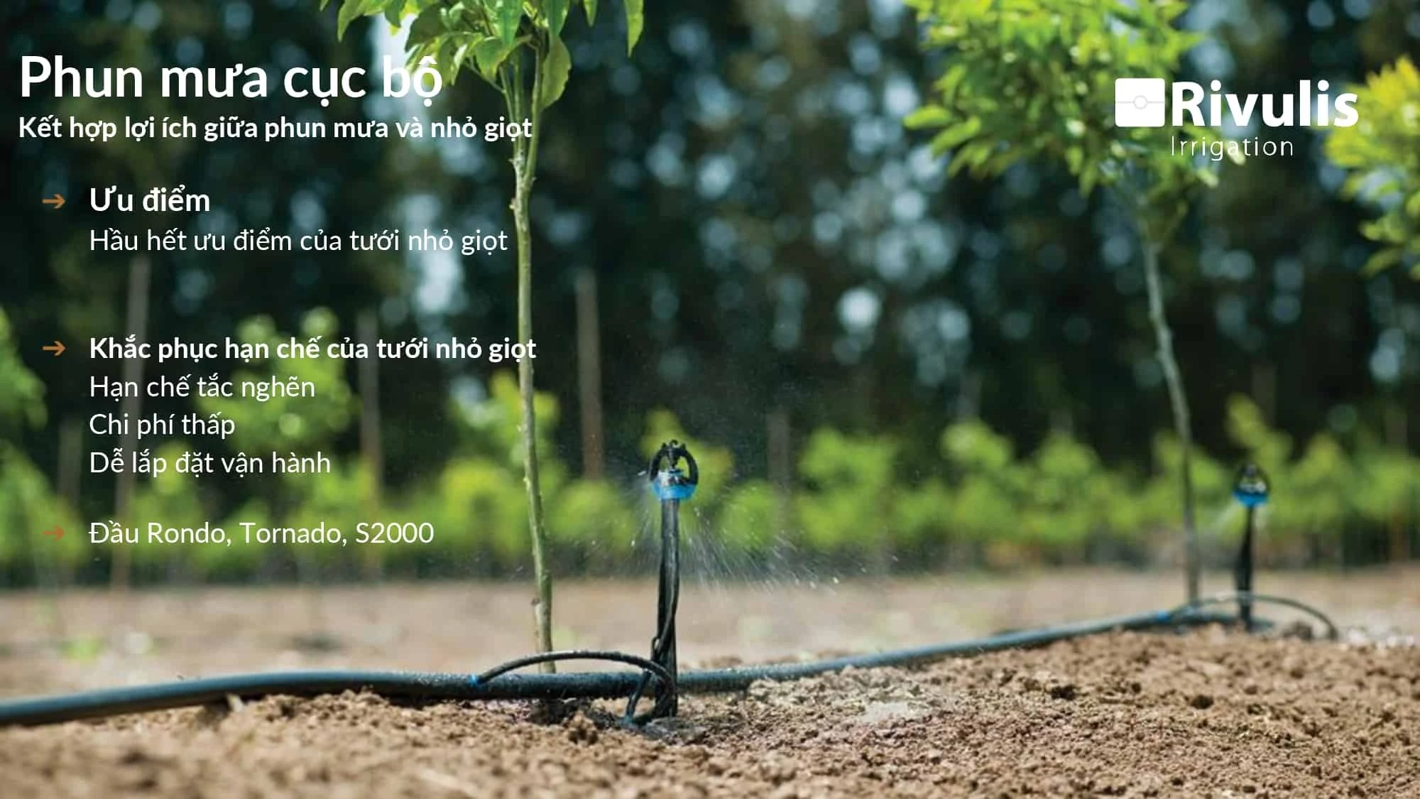 Ưu điểm của Phương pháp tưới phun mưa dưới gốc cây ăn trái