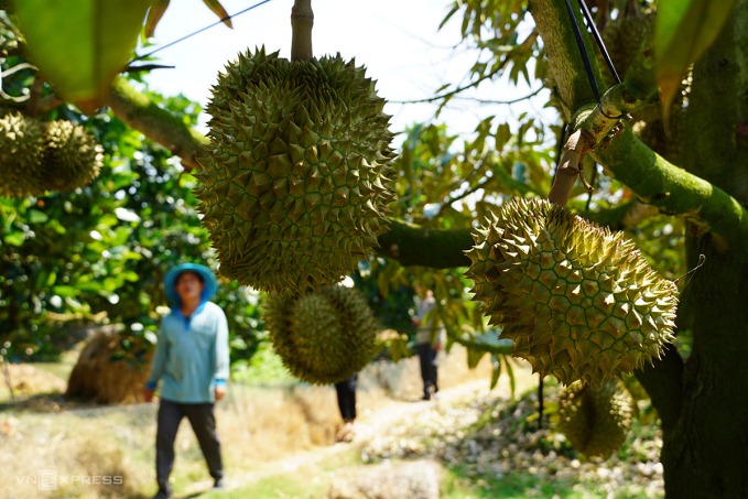 Gia sau rieng giam sau