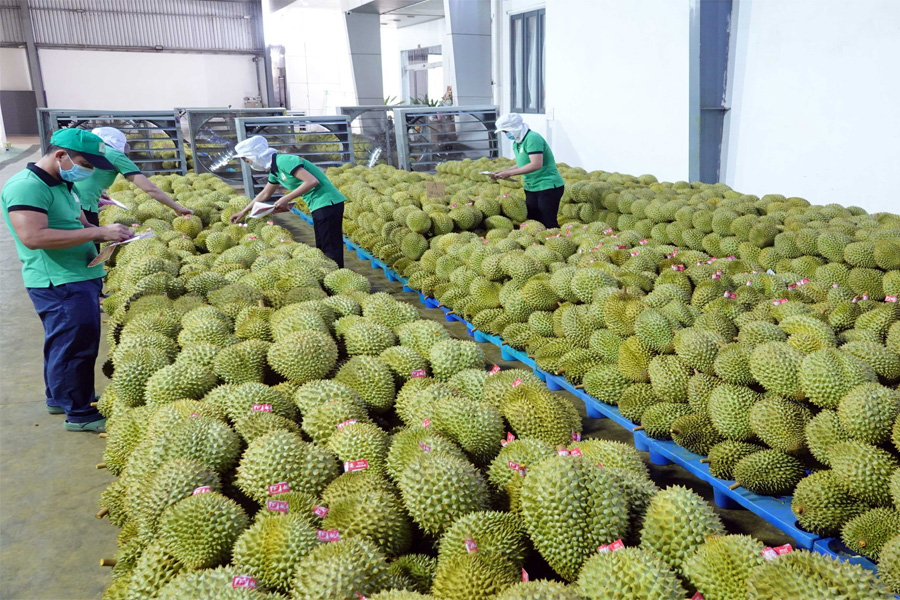 Hiện tại chỉ Việt Nam còn sầu riêng tươi để bán