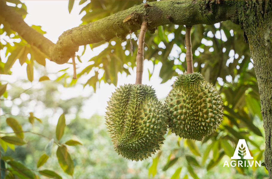 Huong dan cham soc cay sau rieng