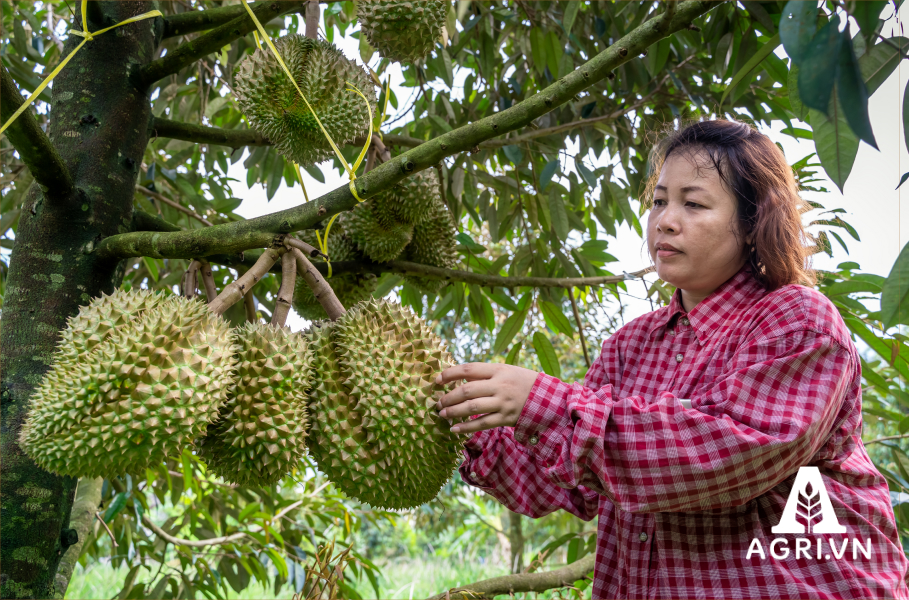 Chăm sóc cây sầu riêng Thời kỳ thu hoạch