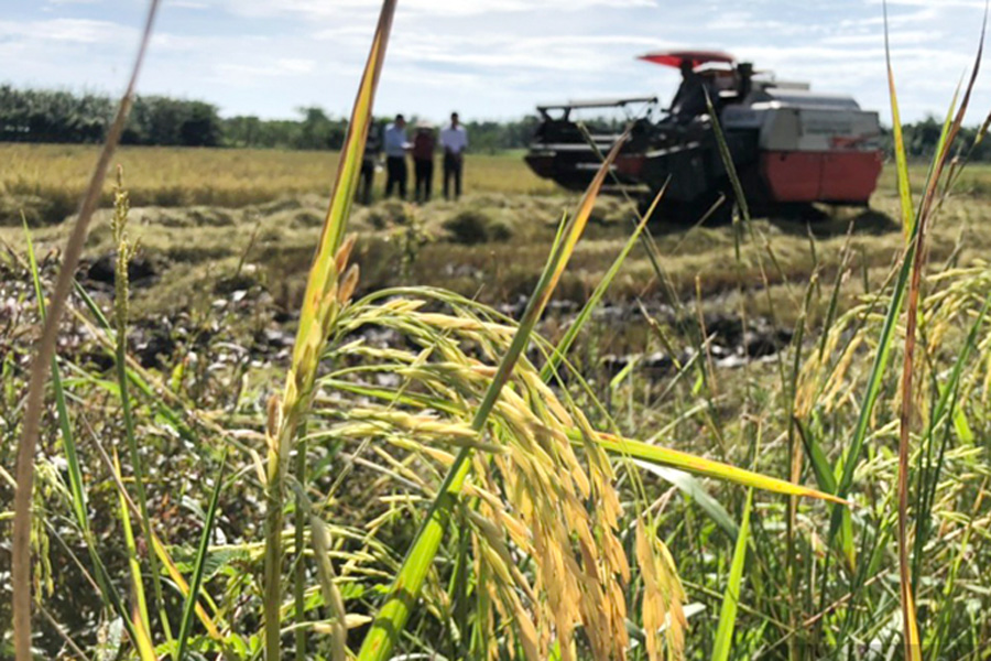 Vì sao nhiều nông dân Đồng Nai mạnh tay làm nông nghiệp công nghệ cao?