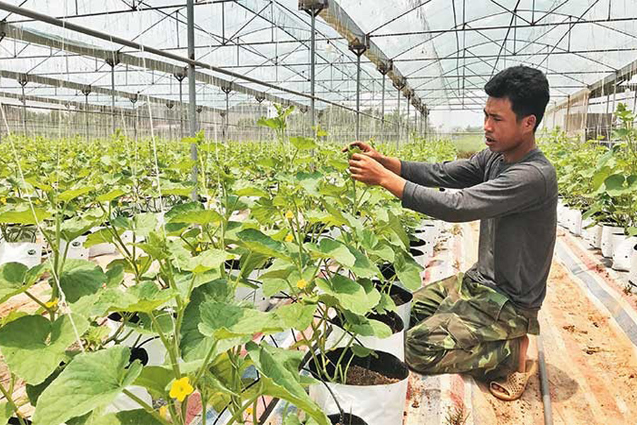 Nông dân trồng dưa lưới trong nhà màng 