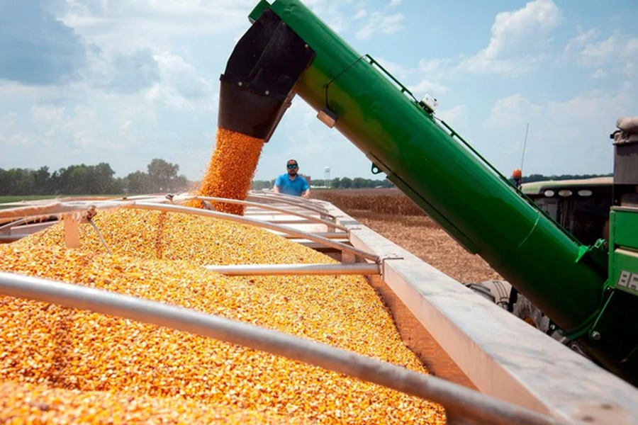 Brazil vượt Mỹ trở thành nước xuất khẩu ngô đứng đầu thế giới
