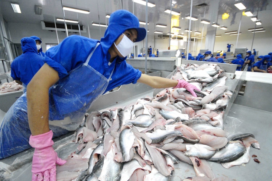 Cá tra Việt Nam nhận tin vui từ thị trường Mỹ | AGRI.VN